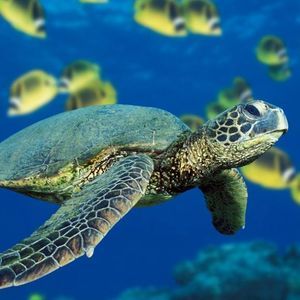 Meet your Posher, Dana